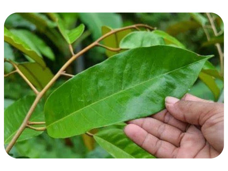 Daun Durian Belanda